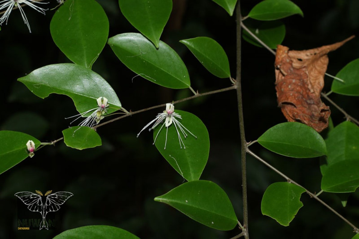 Capparis tenera Dalzell